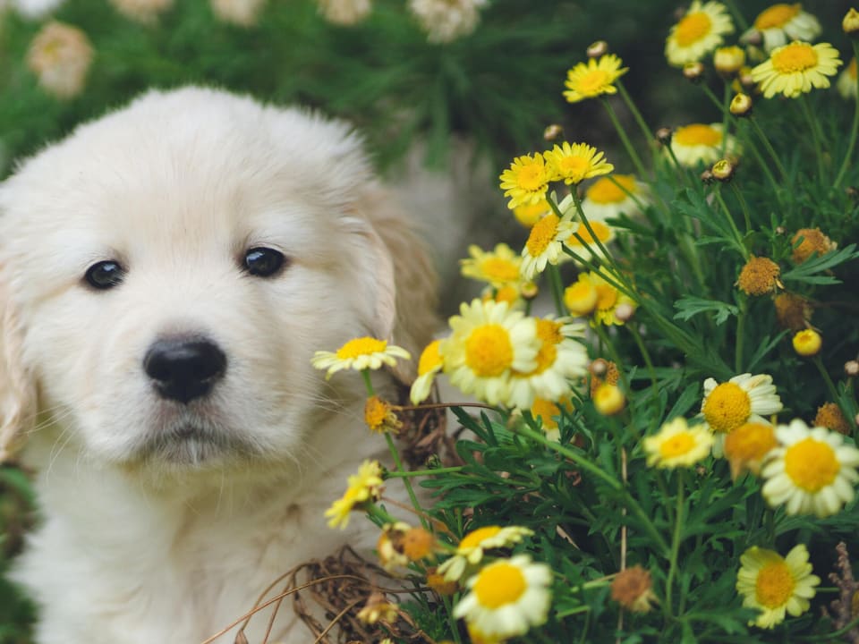 Allergies_Blog_post_header_image